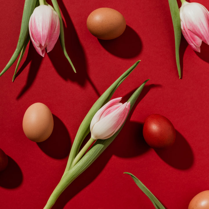 Eggs and tulips on red background. Easter