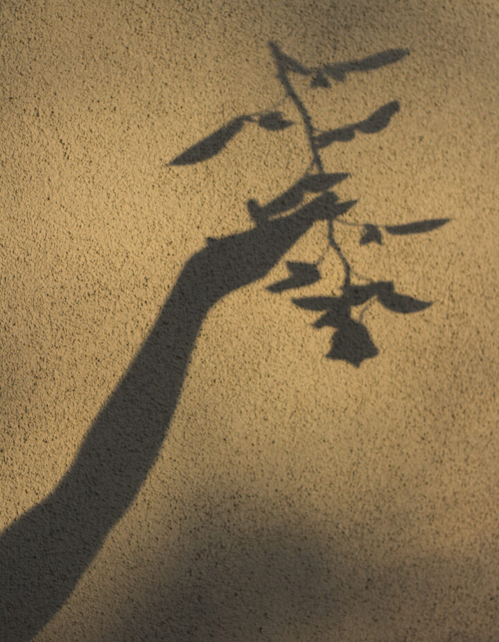 Female hand holding a rose with shadow against wall